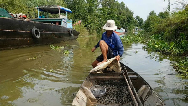 Tuyệt chiêu bắt ốc đắng kiếm tiền triệu mỗi ngày của lão nông miền Tây - 3