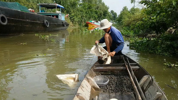 Tuyệt chiêu bắt ốc đắng kiếm tiền triệu mỗi ngày của lão nông miền Tây - 4