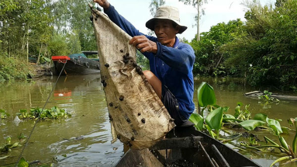 Tuyệt chiêu bắt ốc đắng kiếm tiền triệu mỗi ngày của lão nông miền Tây - 8