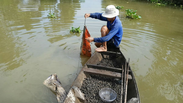 Tuyệt chiêu bắt ốc đắng kiếm tiền triệu mỗi ngày của lão nông miền Tây - 9