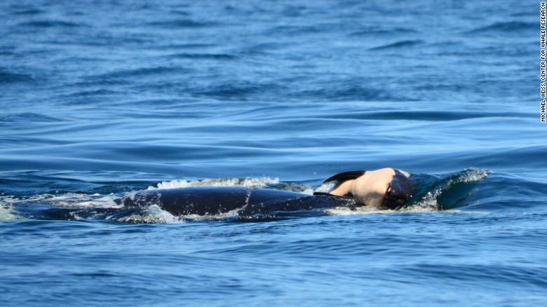 Cá voi mẹ mang xác con qua đại dương và lời cảnh báo với con người - 1