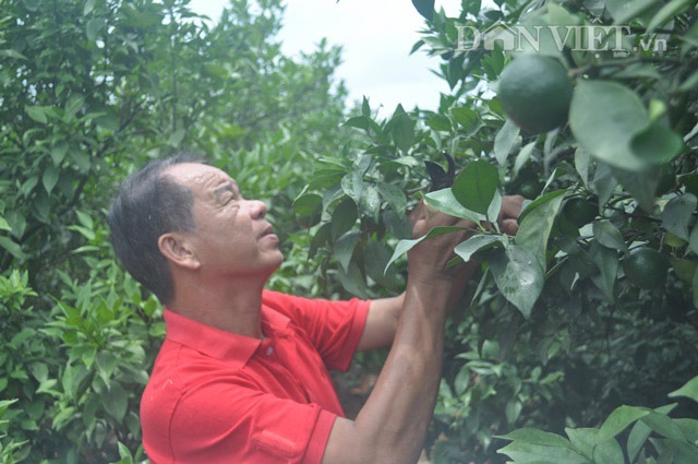 Nghèo loanh quanh, quay ra trồng cam Canh lại thành tỷ phú - 1