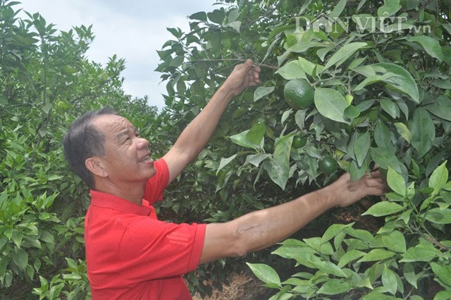 Nghèo loanh quanh, quay ra trồng cam Canh lại thành tỷ phú - 5