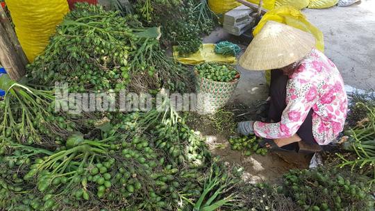 Cần Thơ: Thu mua cau non bán sang Trung Quốc làm kẹo? - 1