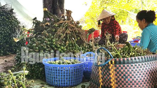 Cần Thơ: Thu mua cau non bán sang Trung Quốc làm kẹo? - 6