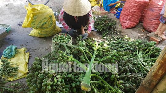 Cần Thơ: Thu mua cau non bán sang Trung Quốc làm kẹo? - 7