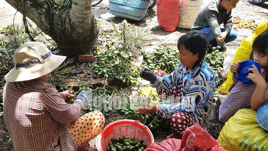 Cần Thơ: Thu mua cau non bán sang Trung Quốc làm kẹo? - 8