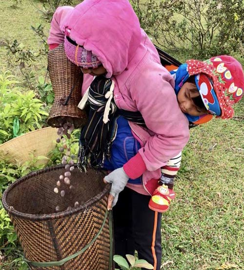 Lên thảo nguyên Bùi Hui hái sim, kiếm tiền triệu/ngày &#34;dễ như chơi&#34; - 11