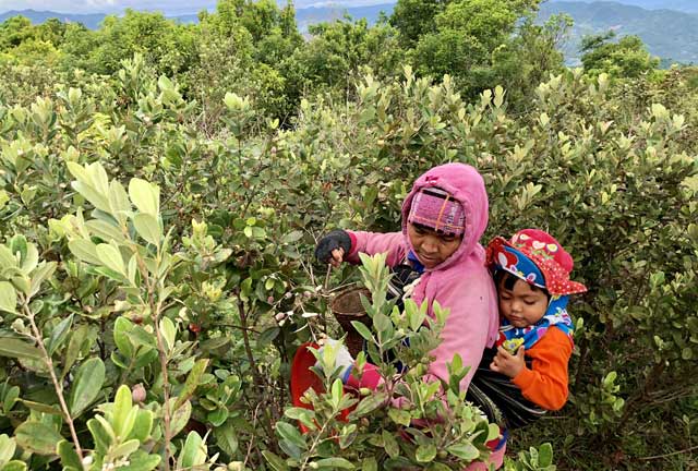 Lên thảo nguyên Bùi Hui hái sim, kiếm tiền triệu/ngày &#34;dễ như chơi&#34; - 3