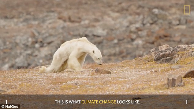 Sự thật gấu Bắc cực gầy trơ xương vì biến đổi khí hậu - 1