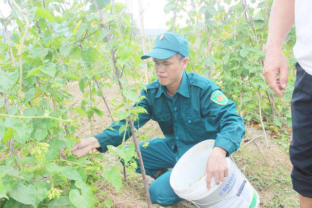 Sắp thu tiền tỷ từ hoa thiên lý, dân xứ Nghệ bị ông trời cướp trắng - 1