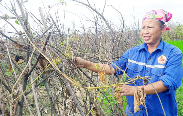 Sắp thu tiền tỷ từ hoa thiên lý, dân xứ Nghệ bị ông trời cướp trắng - 3