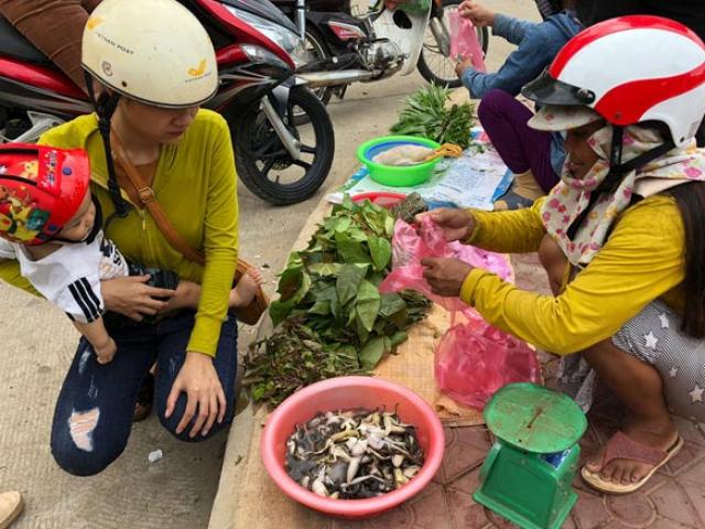 Đặc sản ếch núi ”ngàn năm tráng kiện”, có tiền cũng không dễ mua