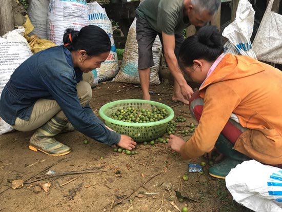 Nghệ An: Người dân đổ xô lên rừng hái quả bo bo, kiếm bộn tiền - 1