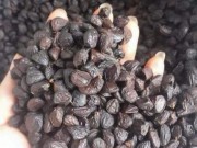 Thị trường - Tiêu dùng - Giá 4 triệu đồng/kg nhưng thứ hạt bé tẹo này vẫn không có mà mua