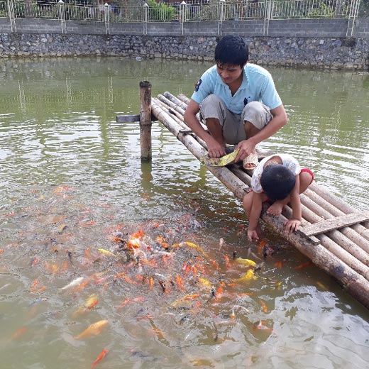 Tận mắt ngắm đàn cá Koi bạc tỷ độc nhất Sơn La của “đại gia” phố núi - 5