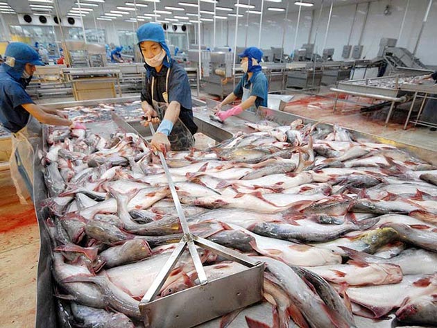 Trung Quốc giảm thu mua, giá cá tra tụt mạnh - 1