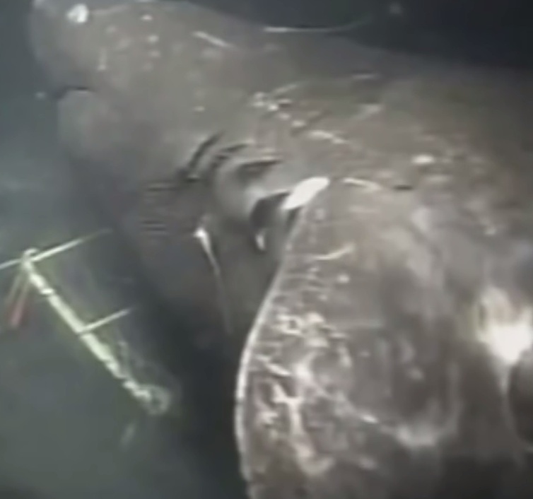 Cá mập quái vật thời tiền sử nặng gấp 5 xe buýt vẫn sống dưới biển sâu? - 1