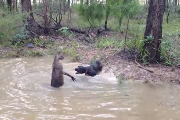 Video: Chó săn hùng hổ truy sát kangaroo, không ngờ bị đối thủ tung đòn hiểm - 1