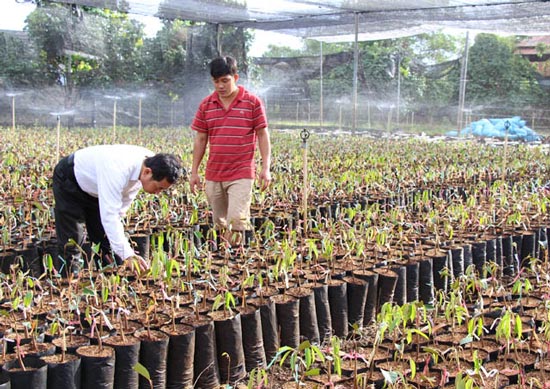 Hạt sầu riêng lên &#34;cơn sốt&#34;, đến nỗi bới cả... thùng rác lùng hạt - 4