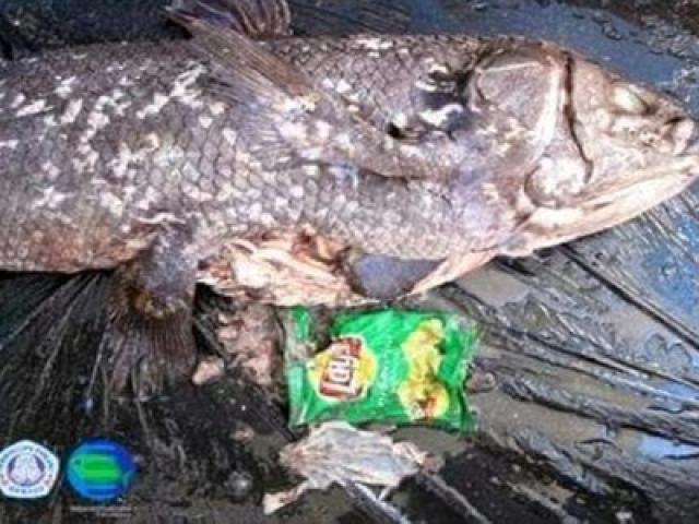 Phát hiện điều đau lòng trong bụng loài cá “hóa thạch sống”