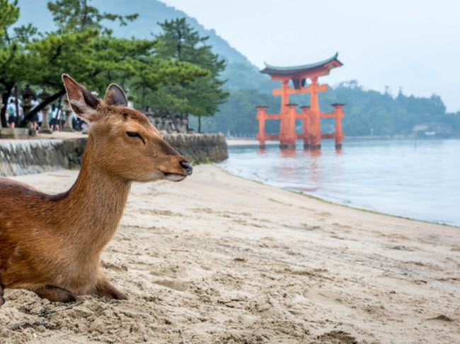 Miyajima, Nhật Bản: Hòn đảo nhỏ Miyajima nằm cách xa bờ biển Hiroshima và chỉ có thể tiếp cận bằng tàu biển. Tại đây, du khách có thể cắm trại giữa rừng cây long não và cây bách.