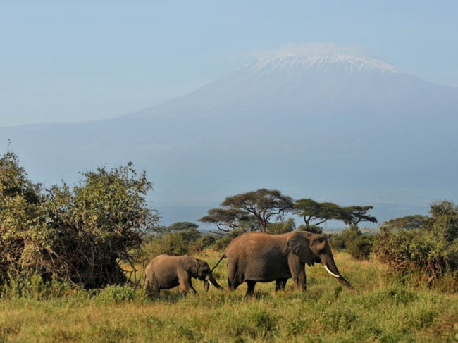 Vườn quốc gia Maasai Mara, Kenya: Tại khu cắm trại Maasai Mara trong vườn quốc gia cùng tên, du khách có thể khám phá thiên nhiên hoang dã và tận mắt chứng kiến thấy các loại động vật như sư tử, linh dương đầu bò, hà mã,…