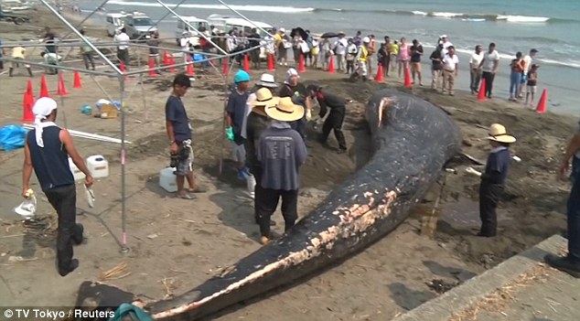 Video: Xác cá voi xanh quý hiếm lần đầu trôi dạt vào bờ biển Nhật Bản - 1