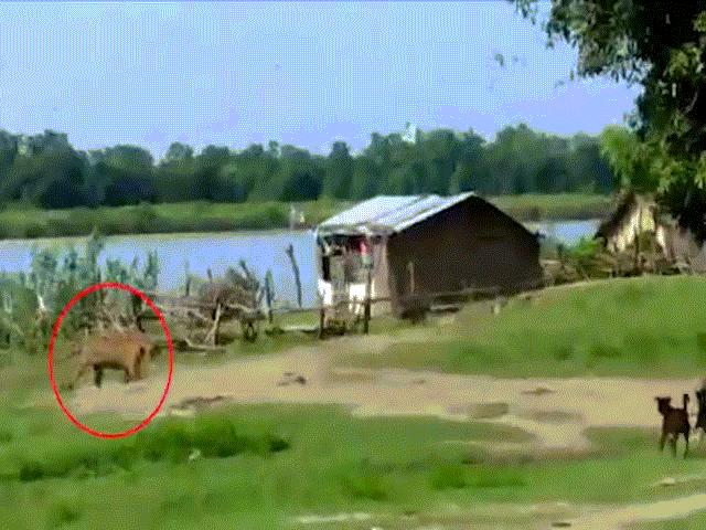 Ấn Độ: Hổ sắp tấn công trẻ em, bị cặp chó nhà ra dọa ”sợ một phép”