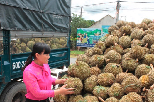 Sầu riêng lên &#34;cơn sốt&#34;, nông dân Khánh Sơn thắng lớn - 1