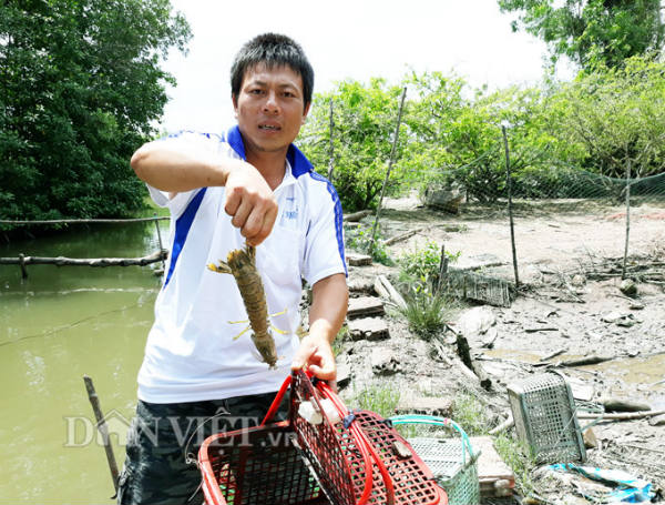 Khám phá ao nuôi đặc sản tôm tích đắt nhất quả đất: 1 triệu đồng/kg - 1