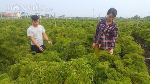 Trồng bạt ngàn &#34;sâm của người nghèo&#34;, cứ 1 sào lãi hơn 15 triệu - 3