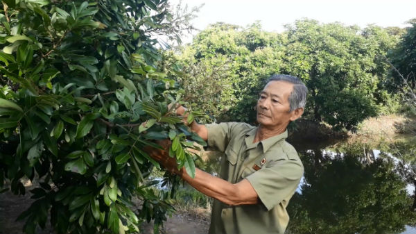 Vườn nhãn trăm triệu của lão nông Mười Sử giữa xứ rừng U Minh - 1