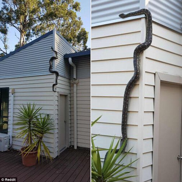 Horrifying scene of giant python "climbing" like a monkey, trying to get into people's houses - 1