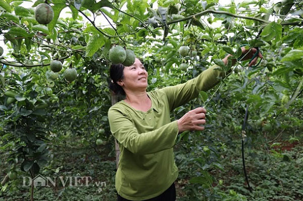 Bỏ bạch đàn, trồng 5ha chanh leo, lãi 200 triệu - 1