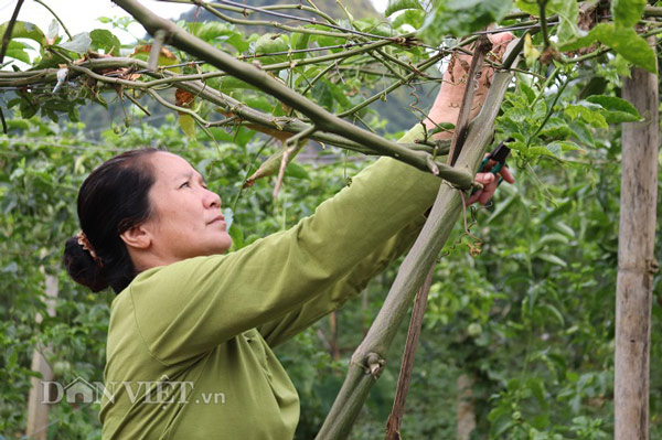 Bỏ bạch đàn, trồng 5ha chanh leo, lãi 200 triệu - 6