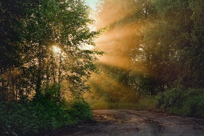 15 cách diệt côn trùng tự nhiên vừa rẻ vừa hiệu quả - 13