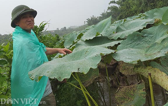 Thích mê loại cây trồng chỉ bỏ giống, ít chăm sóc, có đều 10 triệu/vụ - 1