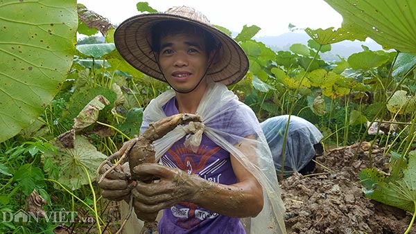 Thích mê loại cây trồng chỉ bỏ giống, ít chăm sóc, có đều 10 triệu/vụ - 4