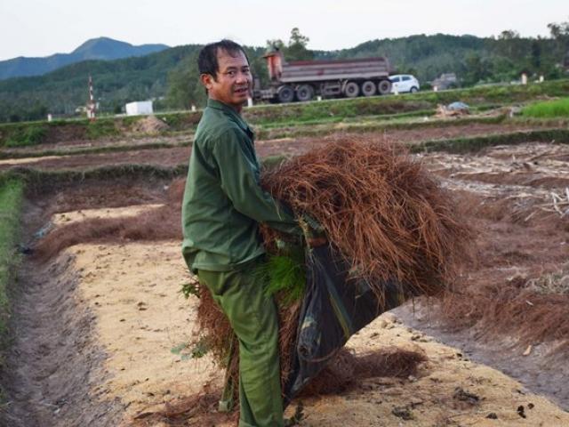 Vào mùa hành tăm, lá thông rụng bỗng đắt như ”vàng”