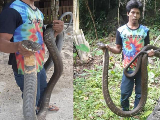 Bắt được hổ mang chúa dài 5m ở Thái Lan, dân kính cẩn gọi là ”ông”