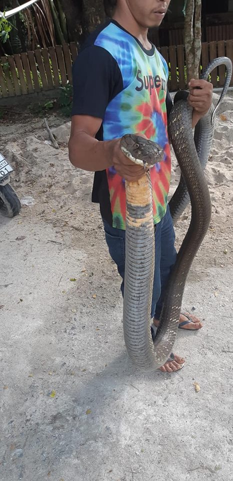 Caught a 5m long king cobra in Thailand, people respectfully call him 'sir' - 3