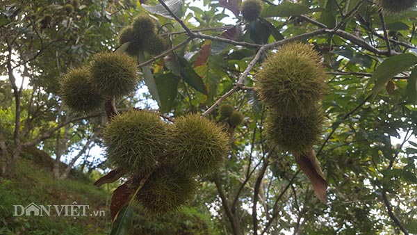 Trồng cây ra quả toàn gai, lãi vài trăm triệu/năm - 2