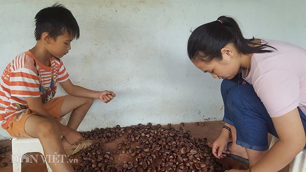 Trồng cây ra quả toàn gai, lãi vài trăm triệu/năm - 3