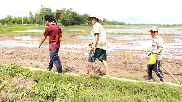 Về miền Tây mùa lũ, xem &#34;thợ săn&#34; chuột đồng “hốt bạc” - 1