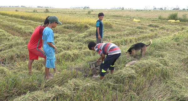 Về miền Tây mùa lũ, xem &#34;thợ săn&#34; chuột đồng “hốt bạc” - 2