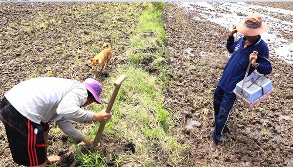 Về miền Tây mùa lũ, xem &#34;thợ săn&#34; chuột đồng “hốt bạc” - 3