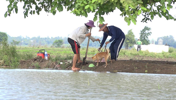 Về miền Tây mùa lũ, xem &#34;thợ săn&#34; chuột đồng “hốt bạc” - 5