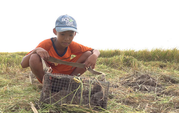 Về miền Tây mùa lũ, xem &#34;thợ săn&#34; chuột đồng “hốt bạc” - 7