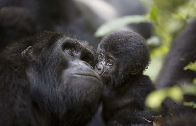 Congo: Quốc gia châu Phi sở hữu rừng nhiệt đới lớn thứ hai thế giới, với nhiều loài động vật quý hiếm như voi, đười ươi và khỉ đột. Du khách có thể tham gia các tour cắm trại hoang dã trong vườn quốc gia Odzala-Kokoua.